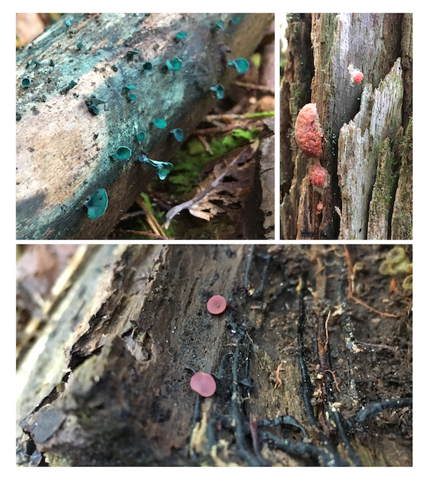 Wood fungi collage